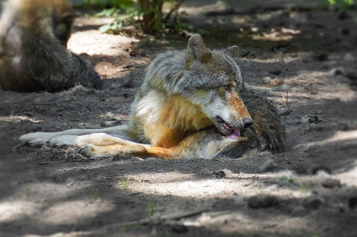 Wolf im Wildpark Poing